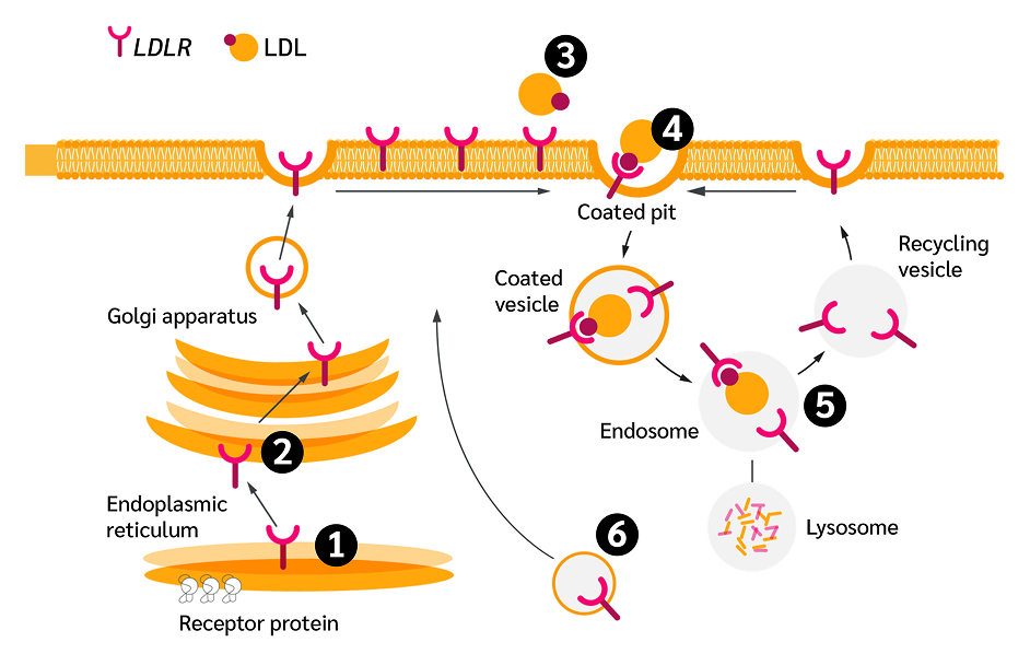 LDLR-variants