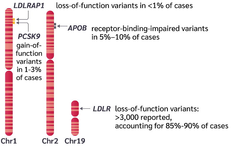 hofh-variant